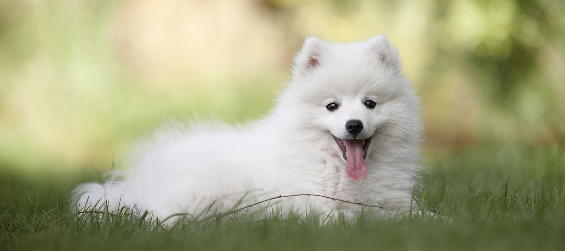 American Eskimo & Eskipoo Puppies