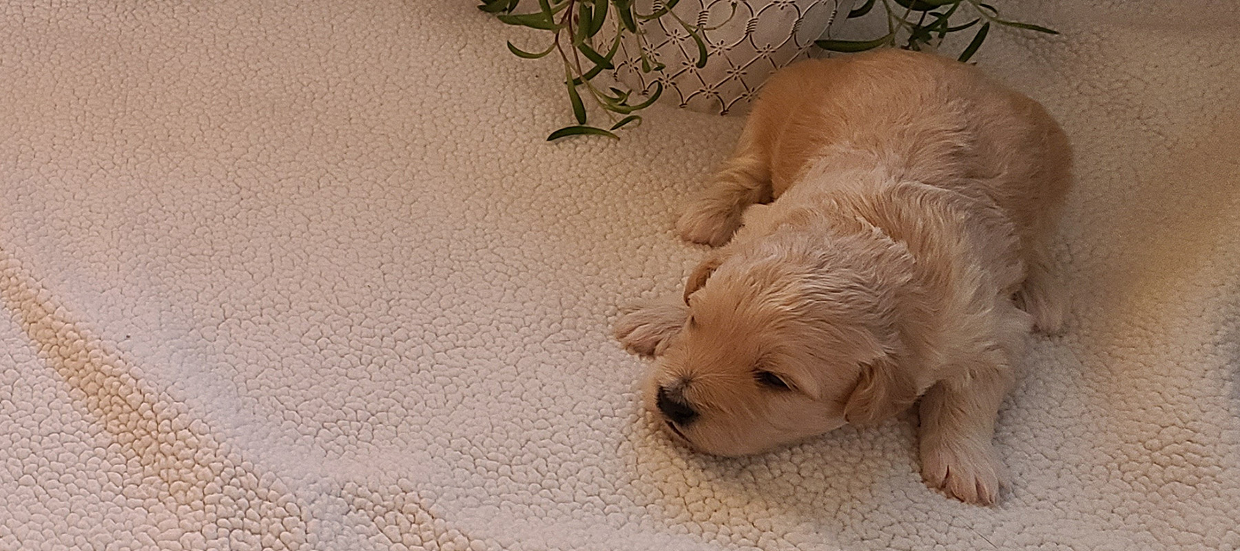 American Eskimo & Eskipoo Puppies