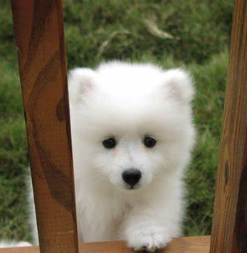 American Eskimo