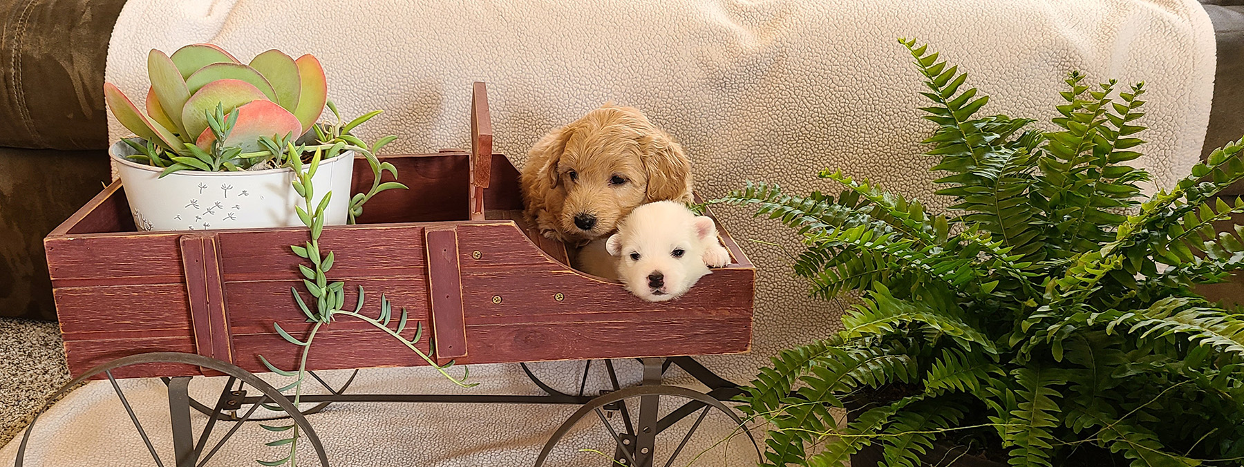 American Eskimo Eskipoo Puppies Available Puppies