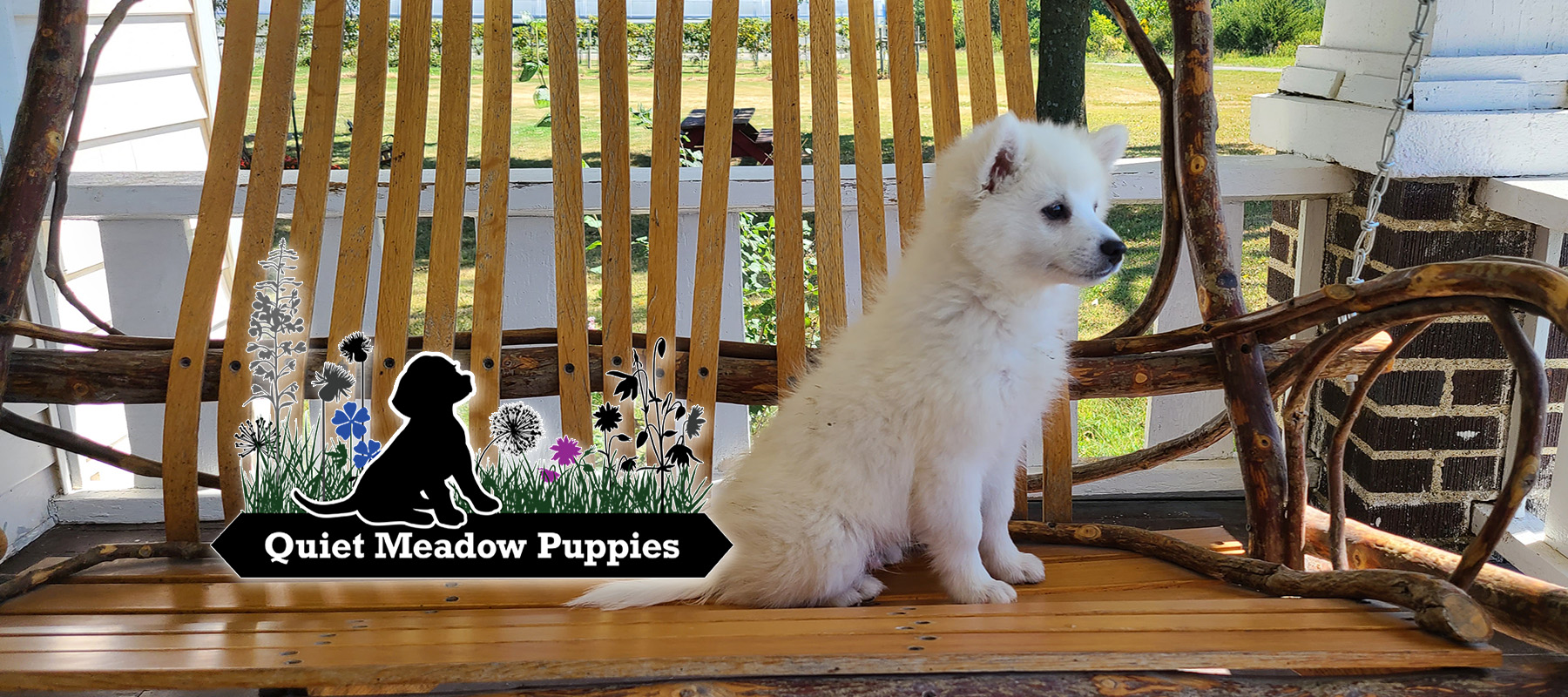 American Eskimo & Eskipoo Puppies