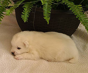 American Eskimo Puppies