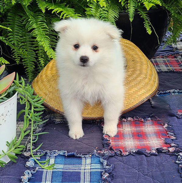 Female American Eskimo
