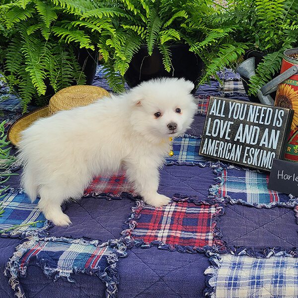 Male Miniature American Eskimo