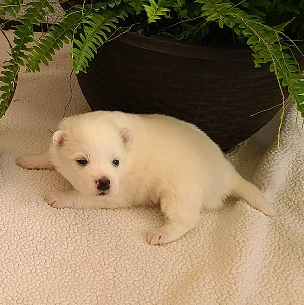 Holly American Eskimo