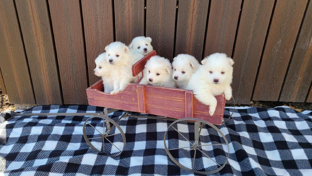 American Eskimo Puppies For Sale