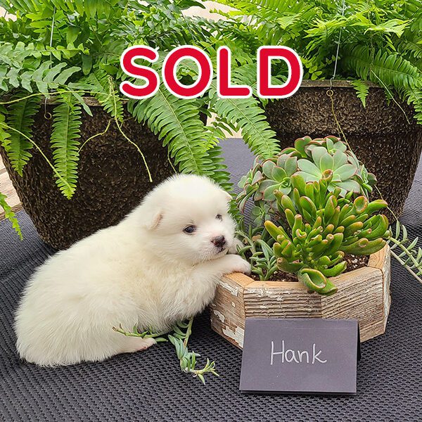 Miniature Male American Eskimo