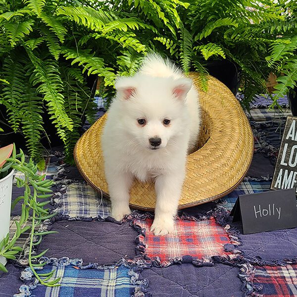 Miniature Female American Eskimo