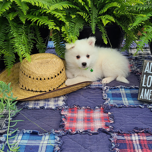 Miniature Male American Eskimo