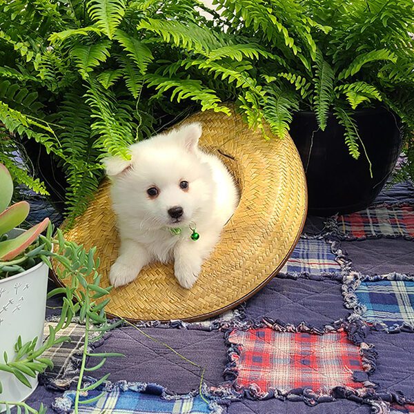 Miniature Male American Eskimo