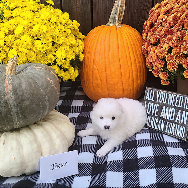 Male American Eskimo