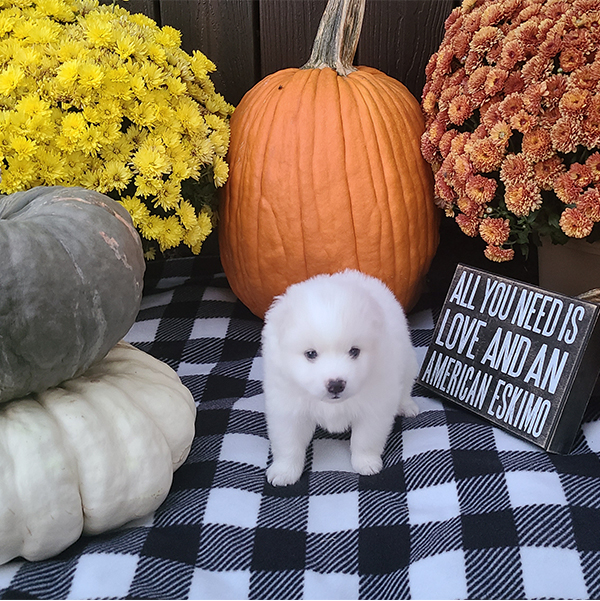 American Eskimo