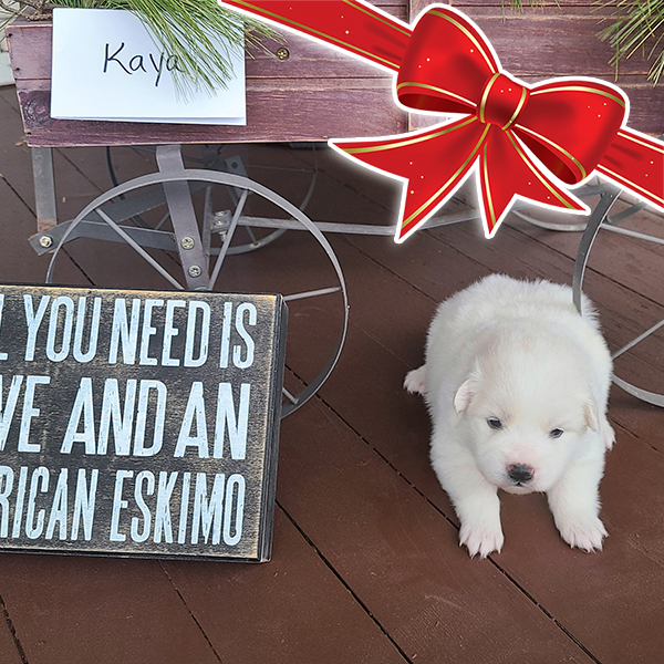 Female American Eskimo