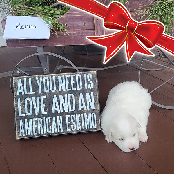 Female American Eskimo