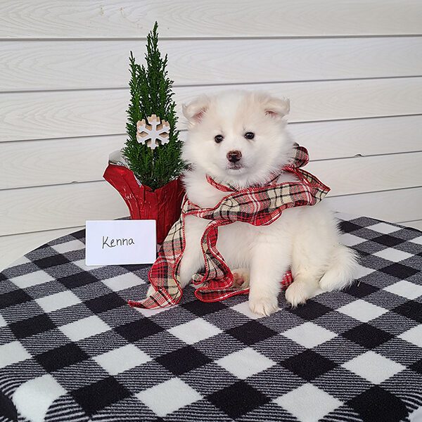 Female American Eskimo