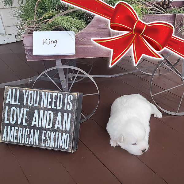 Male American Eskimo King