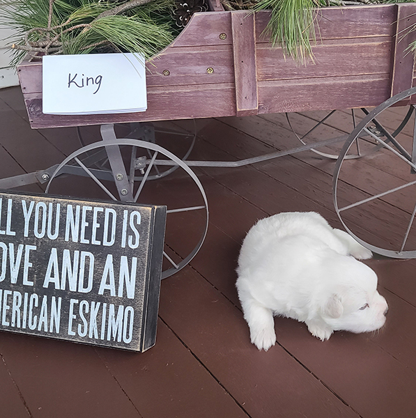 American Eskimo MALE KING