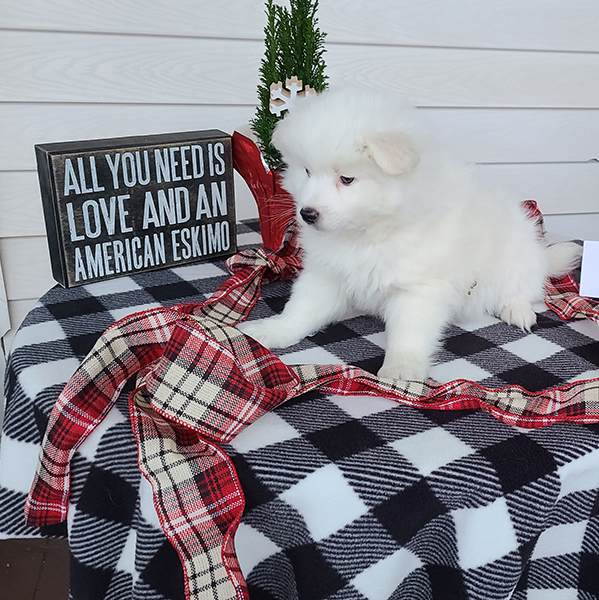 Male American Eskimo
