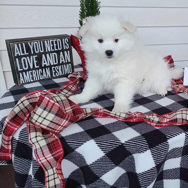 Male American Eskimo