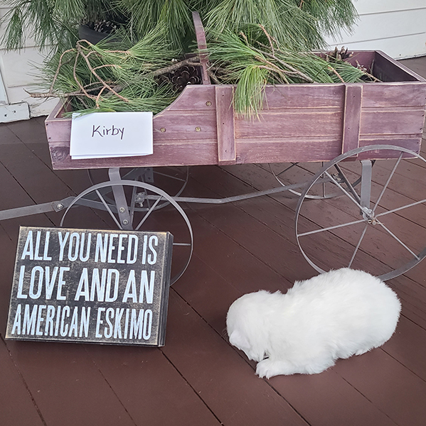 Female American Eskimo Kirby