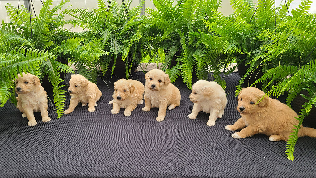 Eskipoo Puppies