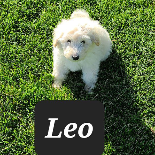 Male Eskipoo Leo