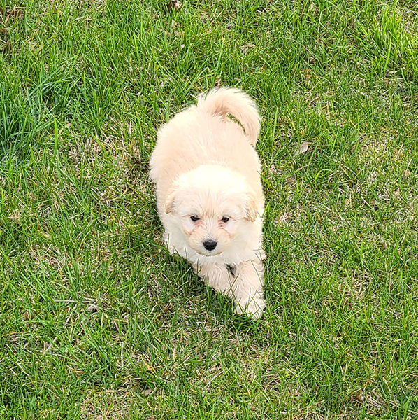 Female Eskipoo Leona