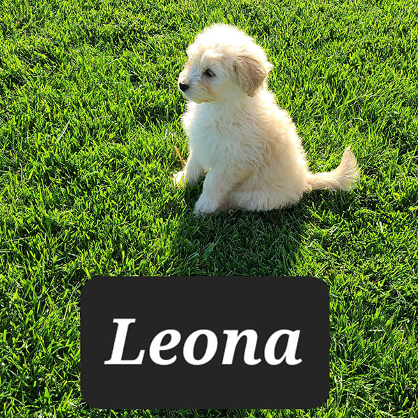 Female Eskipoo Leona