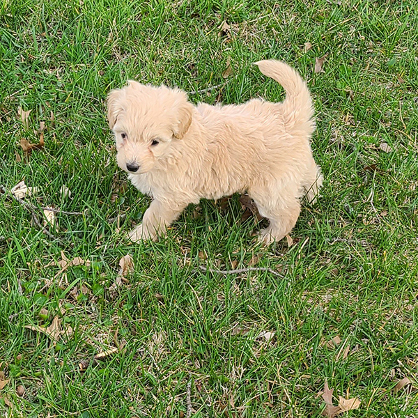 Female Eskipoo Lexi