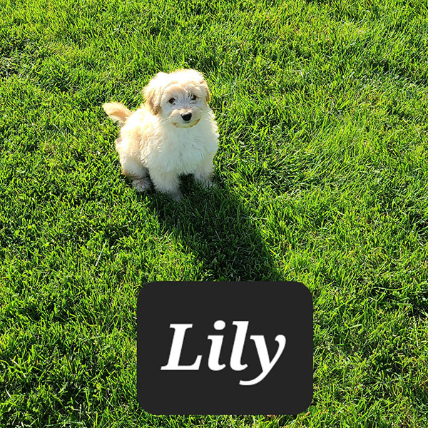 Female Eskipoo Lily