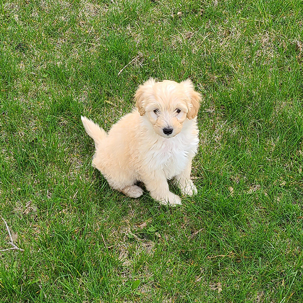 Female Eskipoo Luna