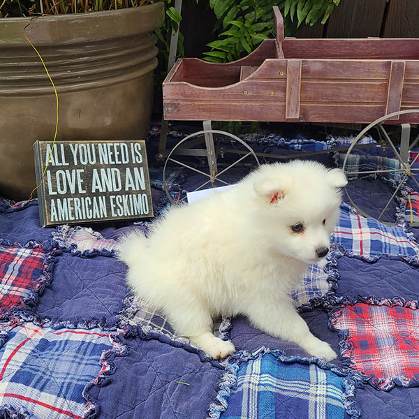 Female American Eskimo