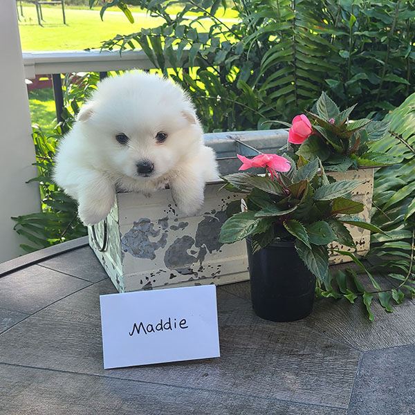 Female American Eskimo