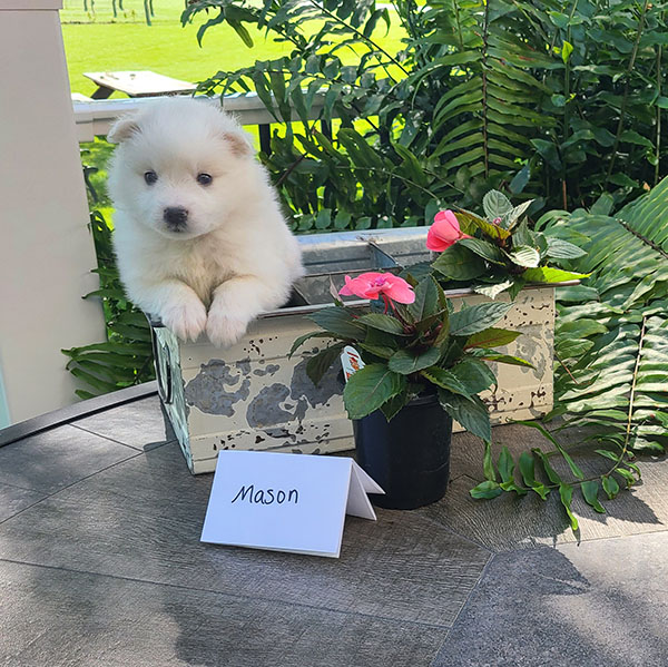 Male American Eskimo