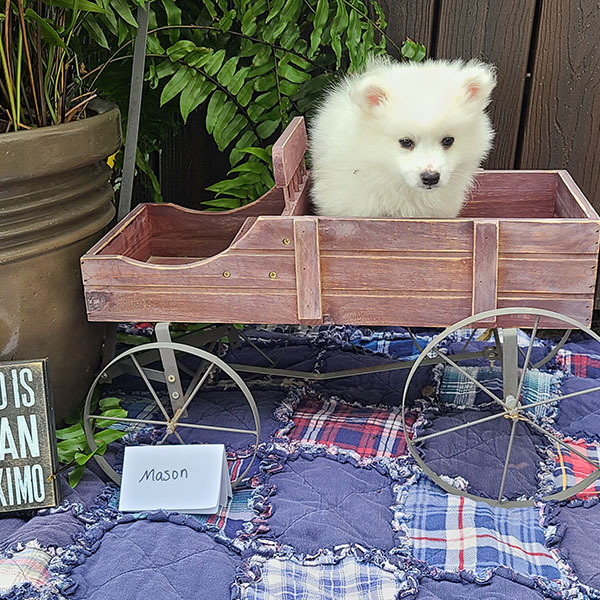 Male American Eskimo