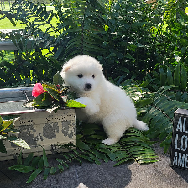 Male American Eskimo