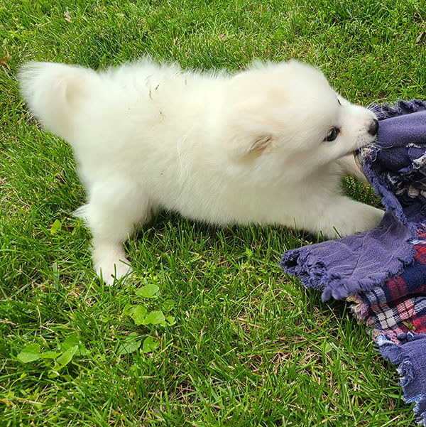 Male American Eskimo