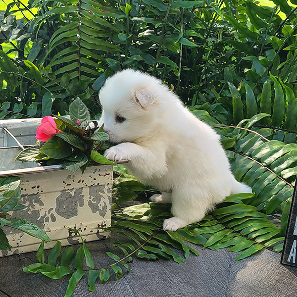 Male American Eskimo