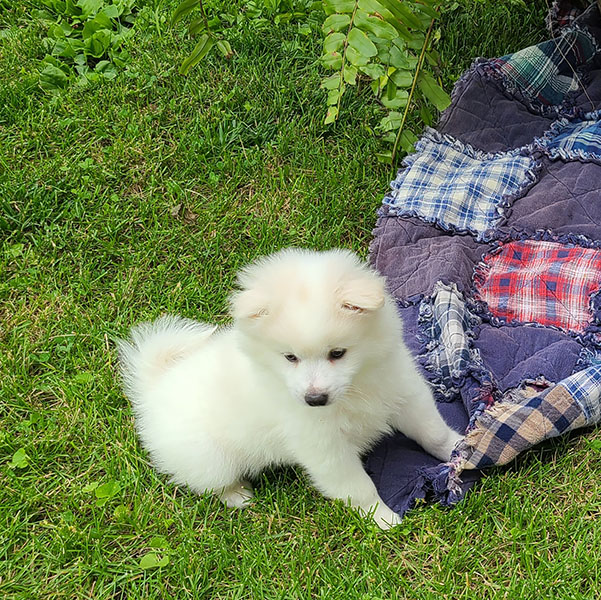 Male American Eskimo