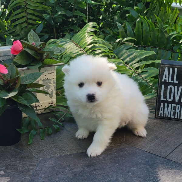 Male American Eskimo