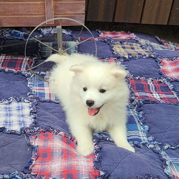 Male American Eskimo