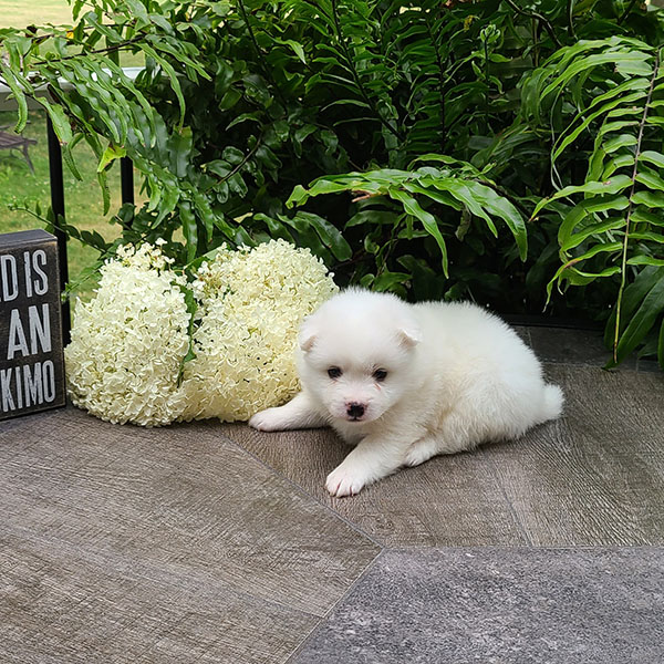 Female American Eskimo