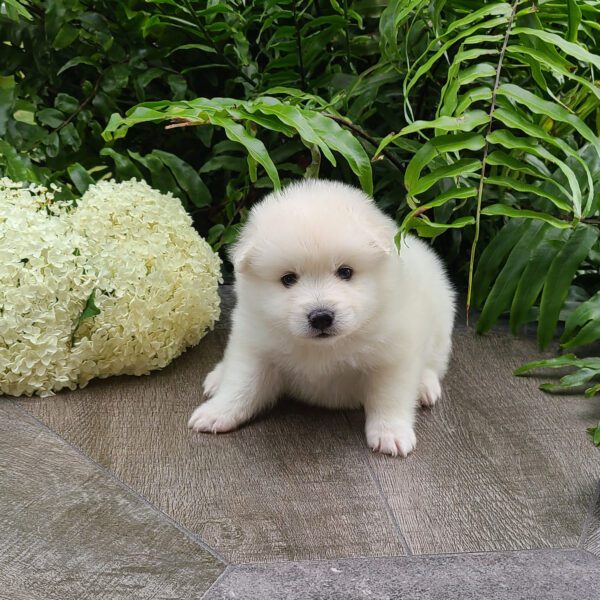 Female American Eskimo