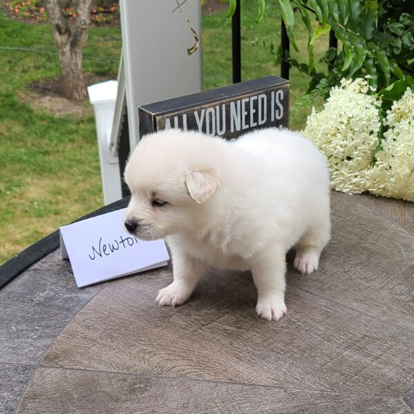 Male American Eskimo