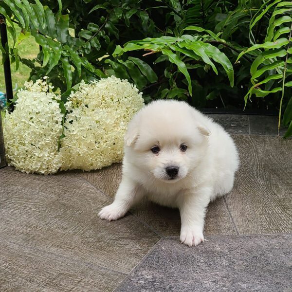 Male American Eskimo