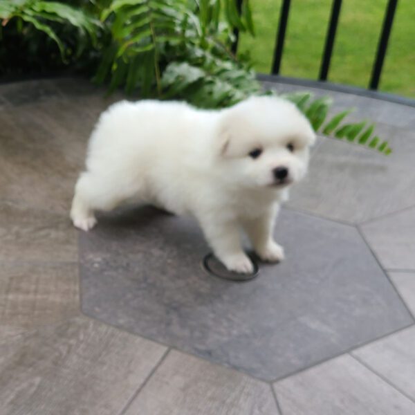 Male American Eskimo