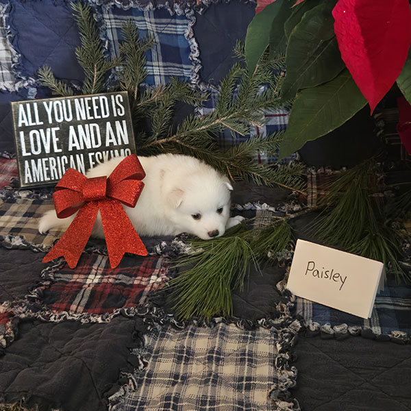 Female American Eskimo