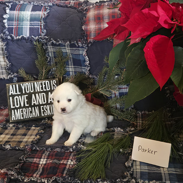 Male American Eskimo