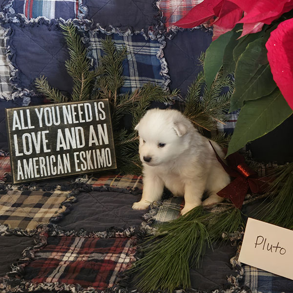 Male American Eskimo