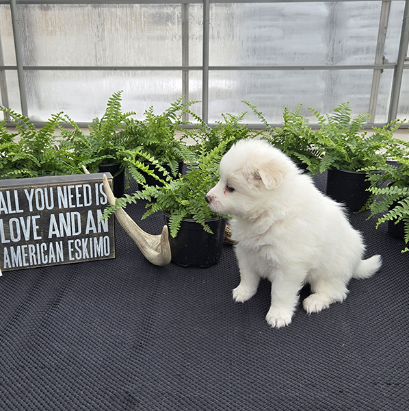 FEMALE AMERICAN ESKIMO